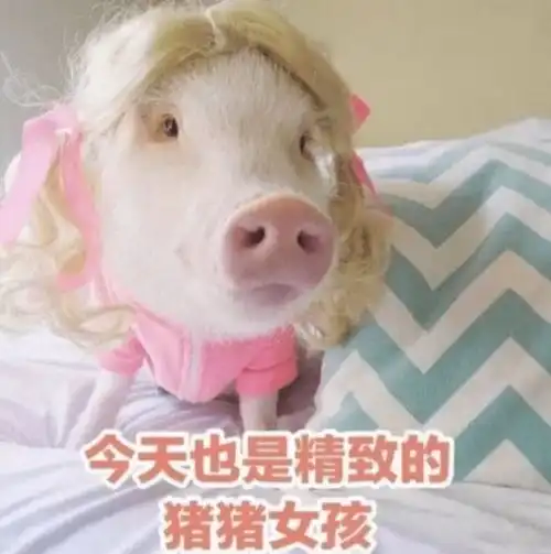 吃遍天下美食的表情包猪