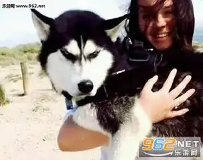  二哈瞪眼表情包哈士奇生气表情包下载治好主人忧郁症乐游网游戏下载