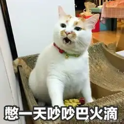  网红猫楼楼去世虽然你可能不知道这只猫叫什么名字,