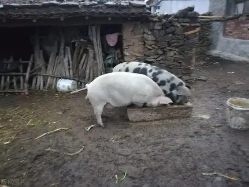  农村俗语穷养鸡,富养猪,是什么意思为什么这么说