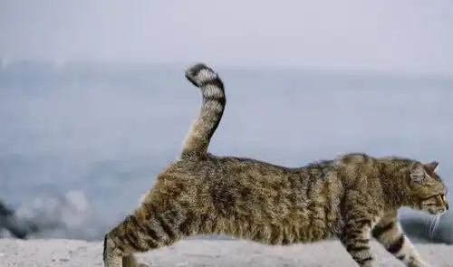  猫喜欢伸懒腰是因为累了很多人理解错了,其中隐含这7个意思
