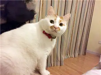  想念在喵星的楼楼小天使网红猫楼楼表情包