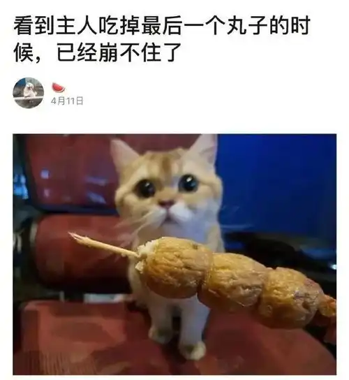  主人当着猫猫的面吃掉了所有丸子,猫咪的表情笑死了