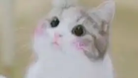  天哪半夜捡到一只大橘网红猫咪表情包出没这么不认生的猫up主还是第一次见