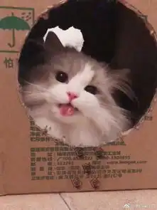  网友给了猫一个箱子,猫竟高兴到表情管理失败,哈哈...