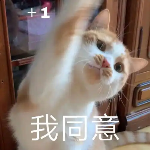 请您表情包小猫咪
