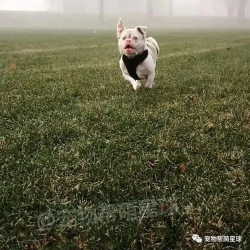  这只愤怒狗,因为表情怪异,无人领养,直到遇见他们,一切都变了