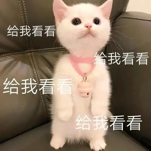  网红猫咪小奶猫蛋崽表情包二