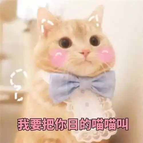  猫这里有小鸡鸡耶