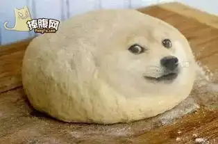  有一种狗叫柴犬二货程度堪比哈士奇