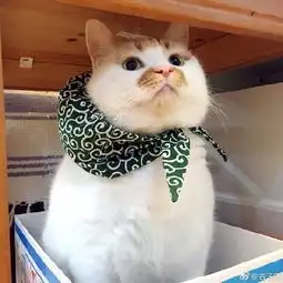  泪网红猫楼楼去世,我的表情包回到了汪星球...