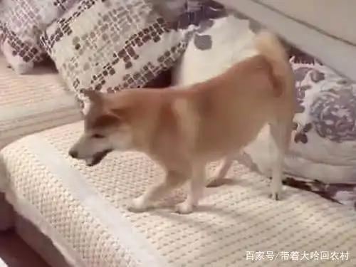  柴犬实力拒绝,说不走就不走的个性汪,炖狗肉汤也不走