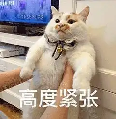 表情网红猫楼楼动态表情