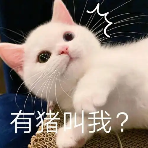  网红猫咪小奶猫蛋崽表情包二