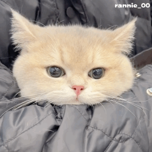  60个聊天可爱小猫咪表情包