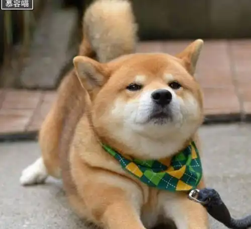  人类脑洞大开,竟用这些萌犬与二哈混体