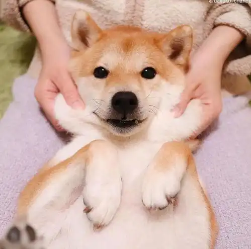  日本超人气柴犬ins账号top10