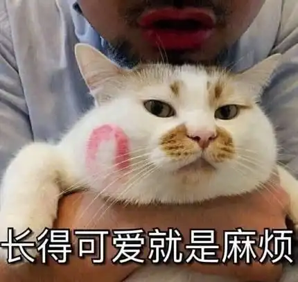  我最爱的网红猫病危了,因为胖