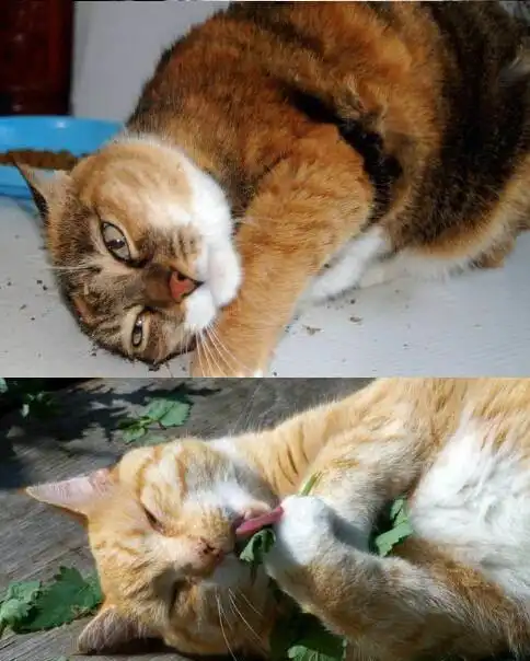  猫主子一个月总有那么几次变成一只废猫