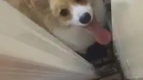  萌萌哒柯基