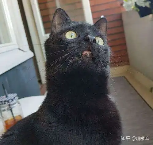 猫咪开心表情包黑猫