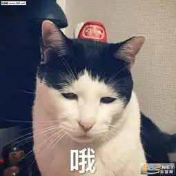 全家人都表示听不懂你在讲啥玩意儿表情包你别是个傻子吧猫咪表情包下载乐游网游戏下载