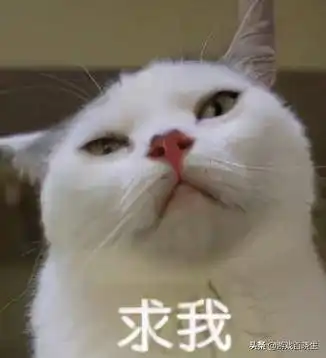 猫咪开心表情包菌子