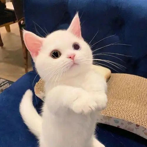 网红猫表情包出巡