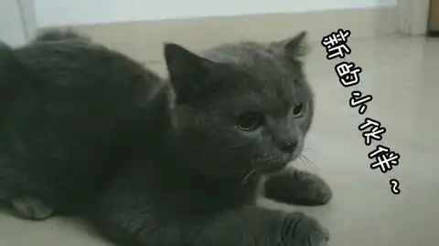  掉毛警告新的小伙伴超肥一只大黑猫纸哈哈哈因为晚上有月亮所以就叫做月朗了