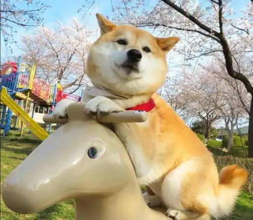  铲屎官出门约会硬拖着柴犬一起,他的幸福太虐狗,灯泡柴表情衰爆了