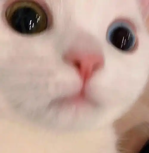  网红猫咪小奶猫蛋崽表情包