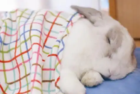  不速之客强占兔子窝,下一秒它的表情笑翻,猫咪帮我关下灯