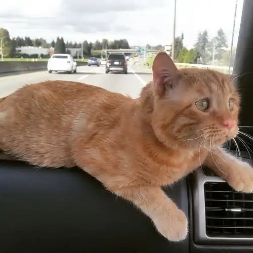  男子收容所收养宠物,被一只橘猫所吸引,露出的表情让人心痛