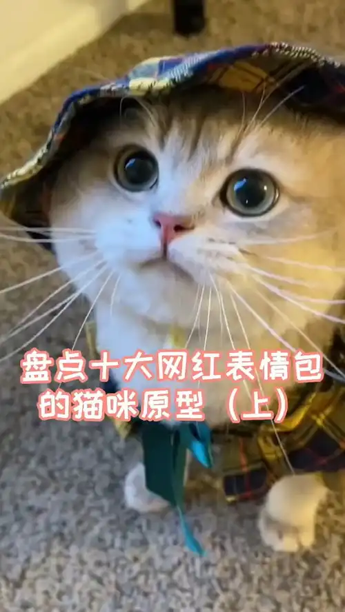 网红猫表情包打野