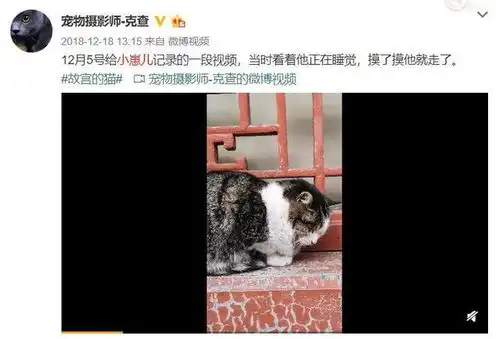  美国有只网红猫,离世的时候惊动了美国航天局...