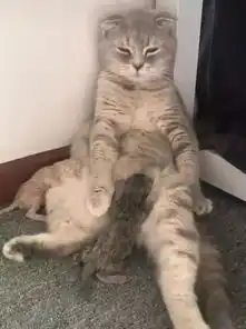  猫咪鬼混不小心怀孕了,喂奶时表情都是这样的,主人你自作自受