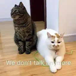  网红猫楼楼表情合集