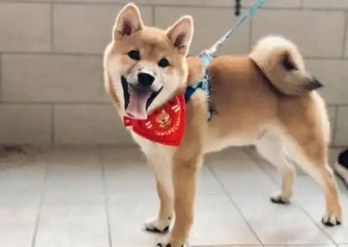  女主人出差和自家柴犬接视频,这货表情忧郁,关掉视频后秒变脸