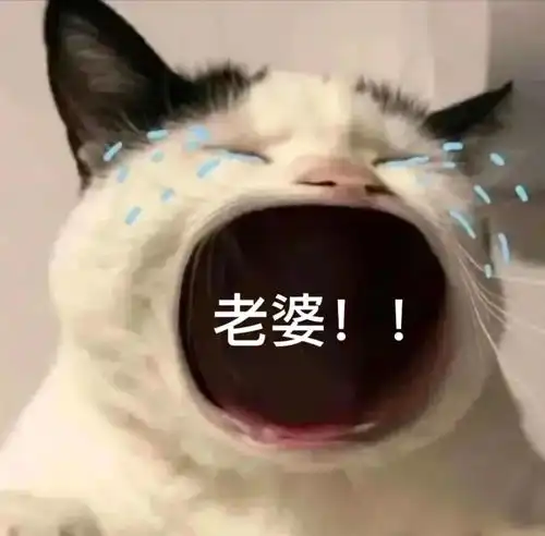  猫咪大哭大嘴表情包快发你的爸爸妈妈姐妹男女朋友吧已更新