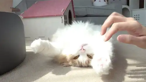  趣味萌宠小猫咪伸懒腰