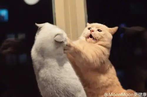  这只猫是网红猫吗看到好几次这个表情包了