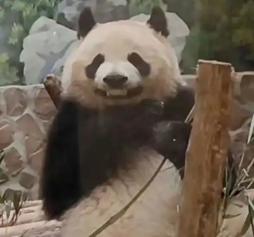 表示好奇的可爱表情包熊