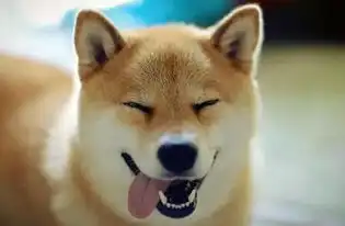  我的表情包去世了