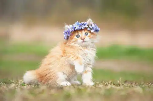  趣味测试哪只小猫最好看,测你在恋人面前智商会下降吗
