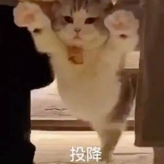 网红猫表情包芋圆