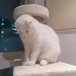  涂了腮红的小白猫,敲可爱
