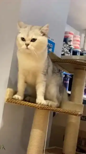  猫咪找到真爱,可高兴坏了,最后表情太逗了