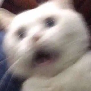  玫瑰沾白糖的相册天使猫猫的表情包