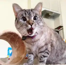  这只猫不仅是位网红,还是个行走的表情包