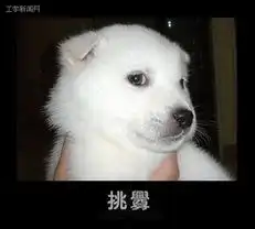 狗狗酷似人的17种表情